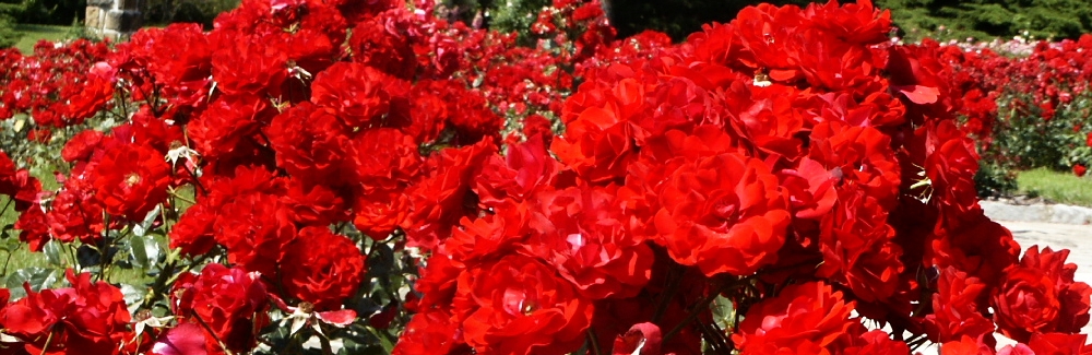 Rosa floribunda banner 02